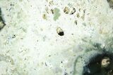 Polished Green Chrysoprase Slab - Western Australia #364237-1